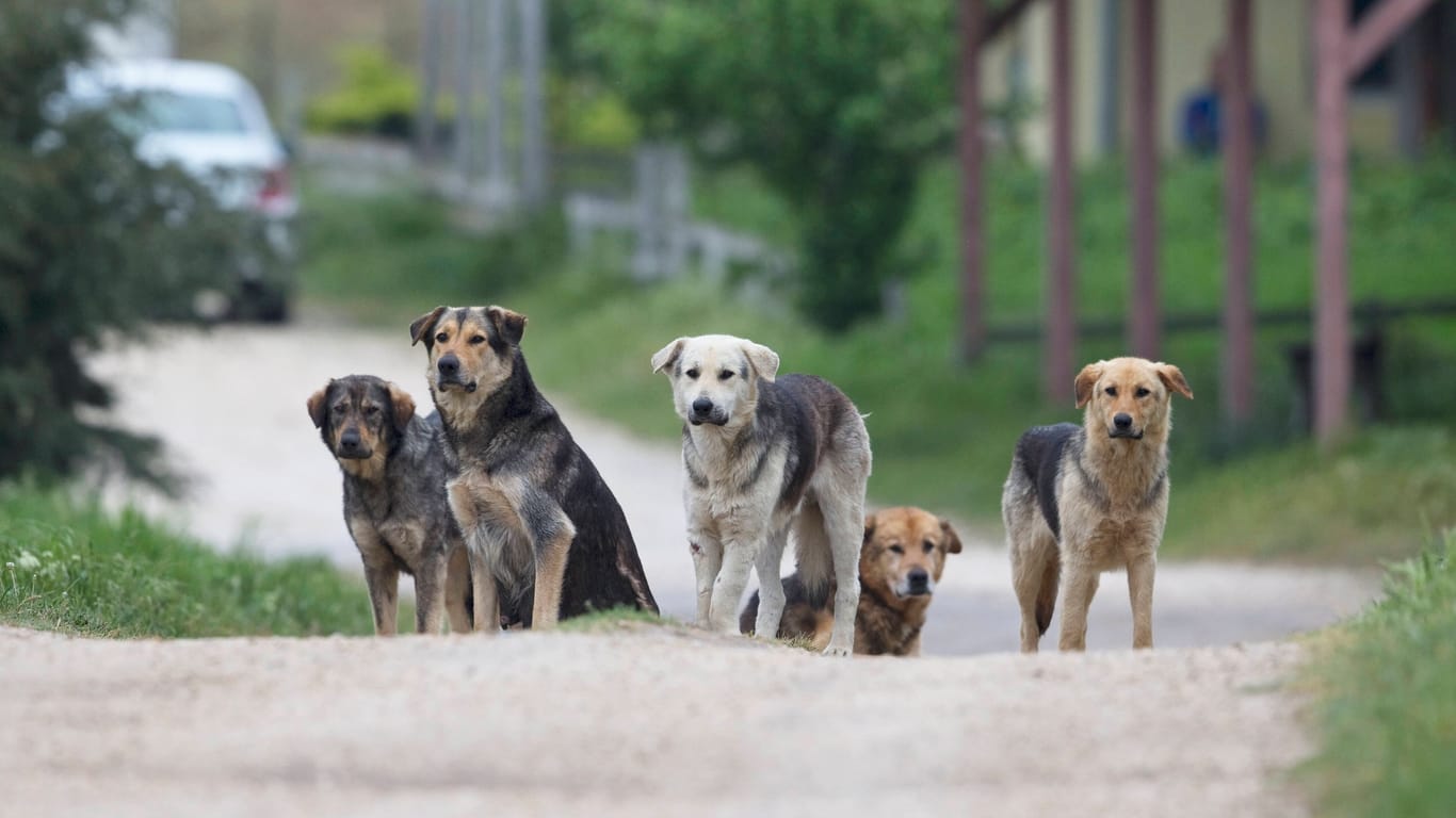 Straßenhunde in Rumänien (Archivbild): Das Problem ist seit Jahrzehnten bekannt, die Behörden tun sich allerdings mit einer Lösung schwer.