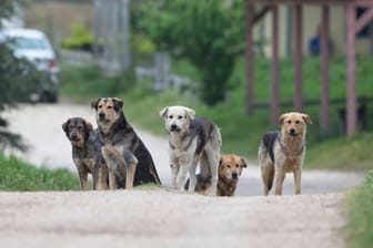 Straßenhunde in Rumänien (Archivbild): Das Problem ist seit Jahrzehnten bekannt, die Behörden tun sich allerdings mit einer Lösung schwer.