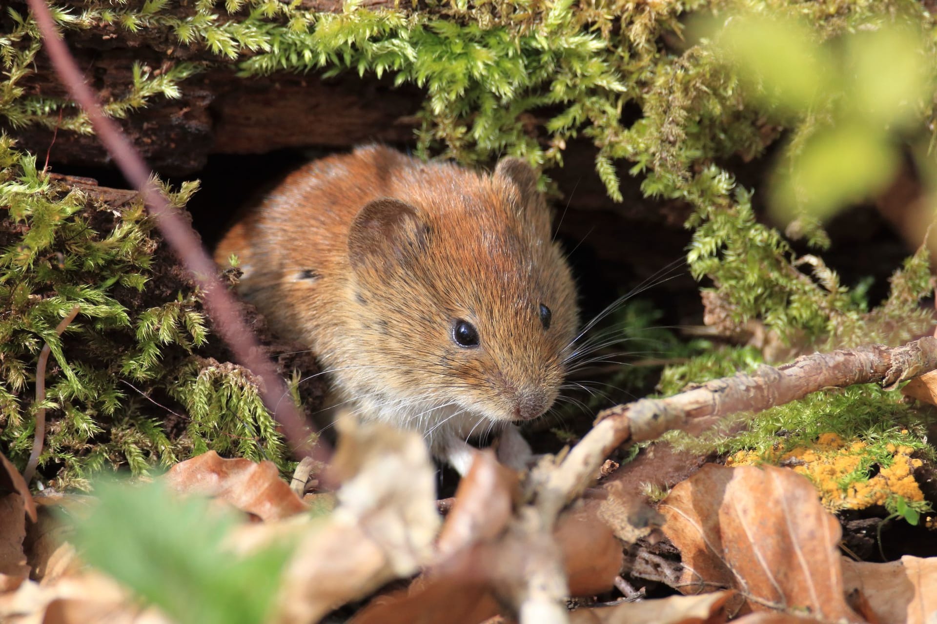 Wühlmäuse im Garten erkennen: Mit Wildkräutern lassen sich die Nager ablenken.