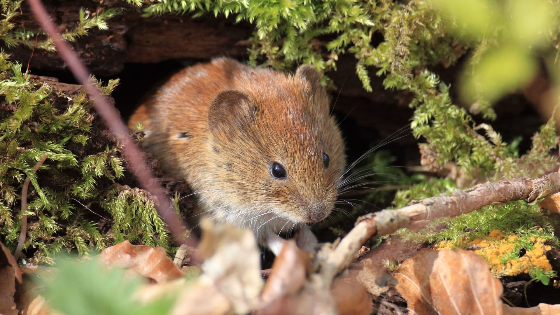 Wühlmäuse im Garten erkennen: Mit Wildkräutern lassen sich die Nager ablenken.