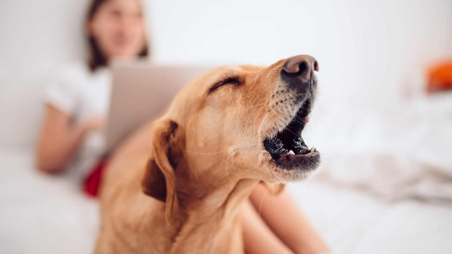 Junger Hund: So niedlich er auch sein mag – mit andauerndem Bellen und Jaulen in der Nacht, kann er den Nachbarn den Schlaf rauben.