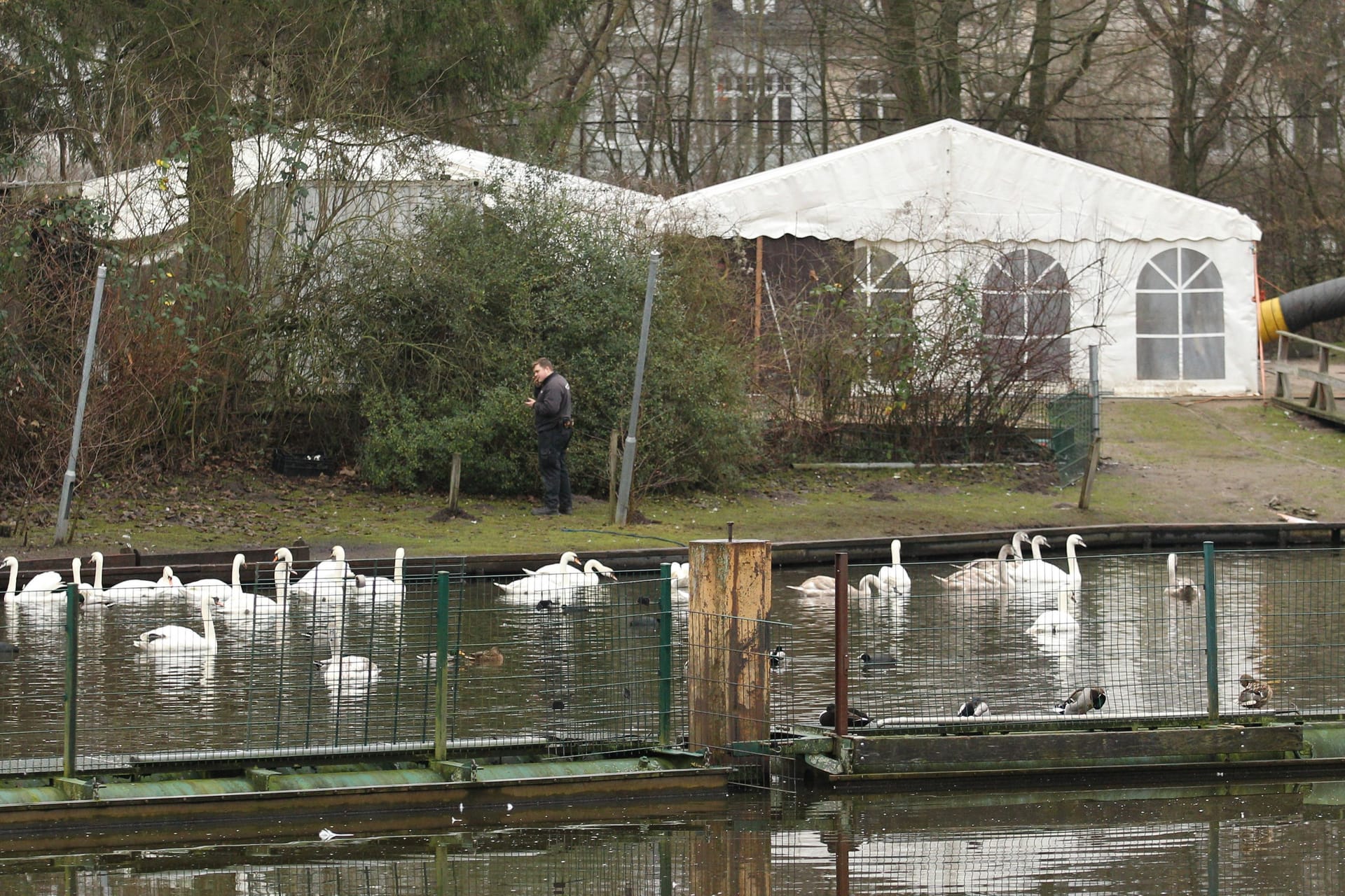 Wegen der Vogelgrippe wurden die Alsterschwäne in Zelten untergebracht. Dennoch infizierten sich einige Tiere.