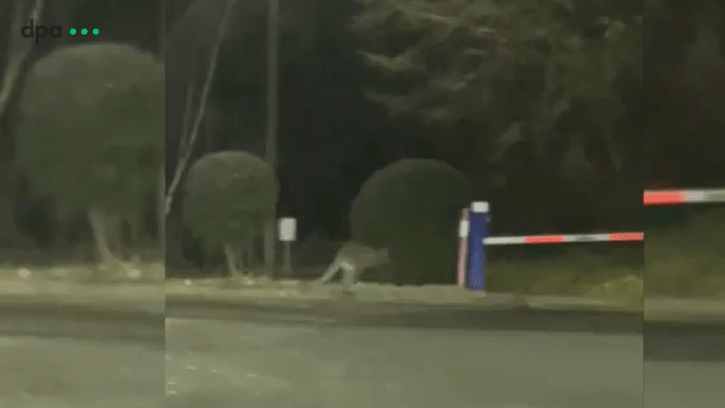 Eine Video-Aufnahme zeigt das ausgebüxte Känguru (Screenshot): Das Tier hat einen Feuerwehreinsatz ausgelöst.