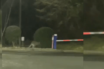 Eine Video-Aufnahme zeigt das ausgebüxte Känguru (Screenshot): Das Tier hat einen Feuerwehreinsatz ausgelöst.