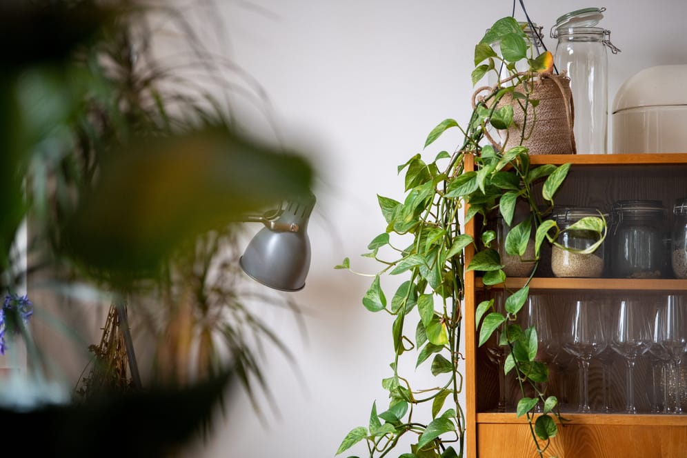 Ein Paradies für viele Schädlinge: Zimmerpflanzen bieten ihn im Winter oft einen guten Raum zum Wachsen.