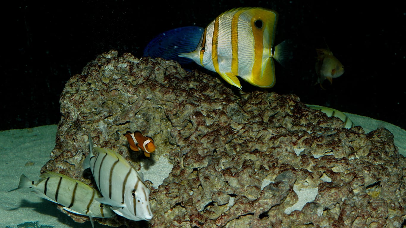 Verschiedene Korallenfische: Auch sie überstanden die Havarie ihres Auqariums.