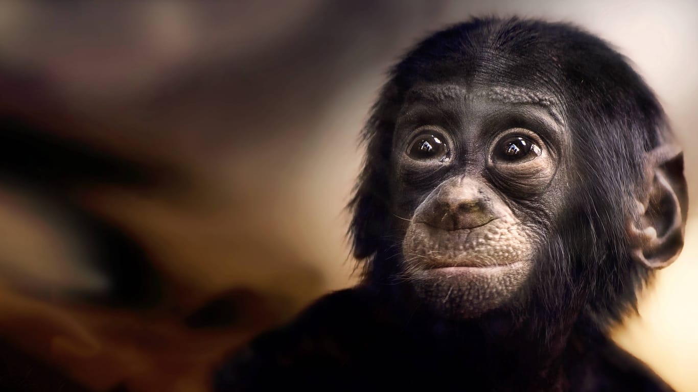 Ein Baby-Bonobo in Stuttgart (Archivbild): Der Tierpark Hellabrunn steht nach dem Tod eines neugeborenen Menschenaffen in der Kriitk.