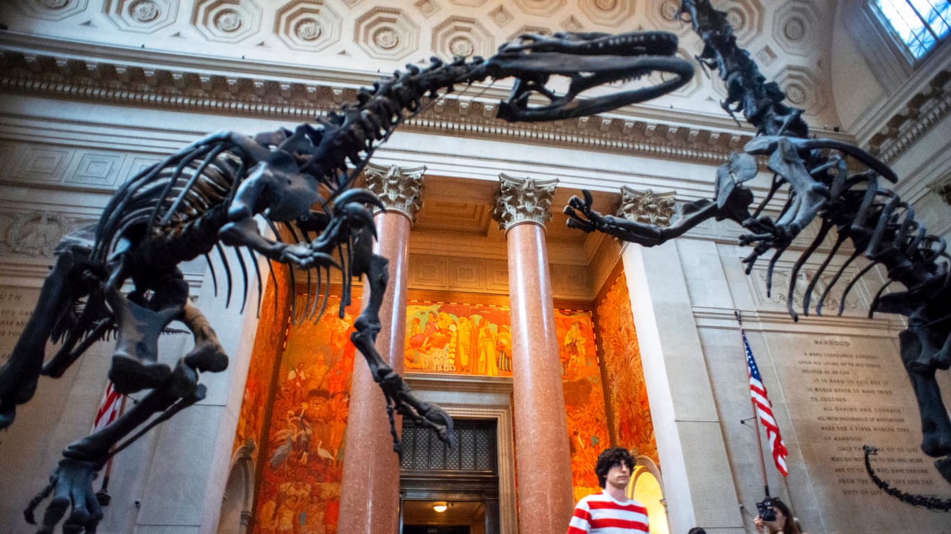 Schon anhand ihrer Fossilien erkennen viele Kinder, um welchen Dinosaurier es sich handelt.