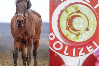 Ein Pferd auf einer Wiese und ein Polizist mit Anhalte-Kelle (Symbolfotos): Für das Tier kam jede Hilfe zu spät.