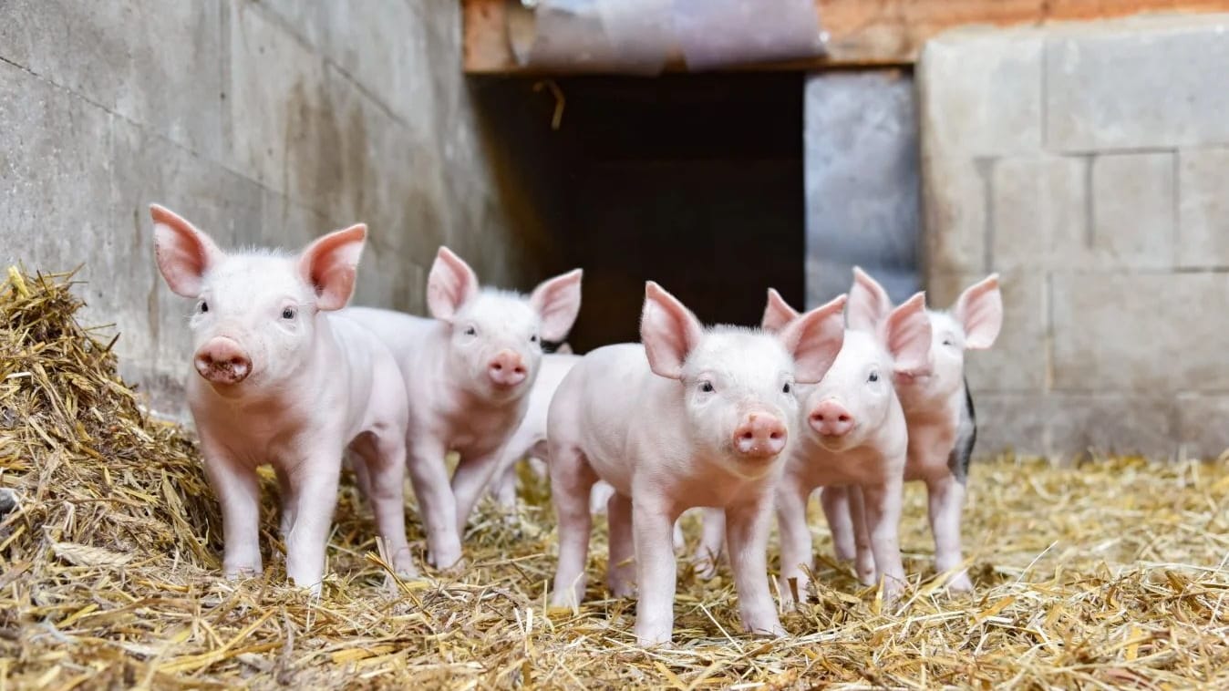 Schweine sollen künftig im Stall mehr Platz bekommen.