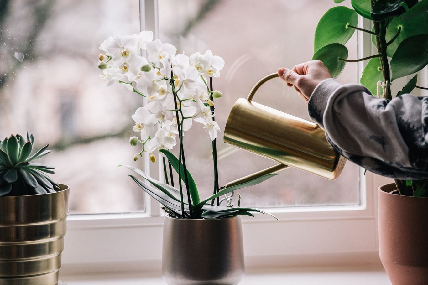 Homeoffice Büropflanzen Gießen