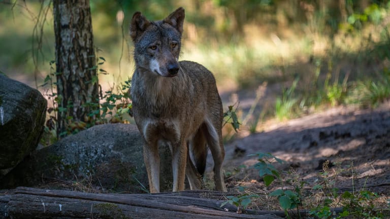 Ein Wolf in einem Wildpark (Symbolfoto): Die Polizei informierte die entsprechenden staatlichen Stellen über die Sichtung.