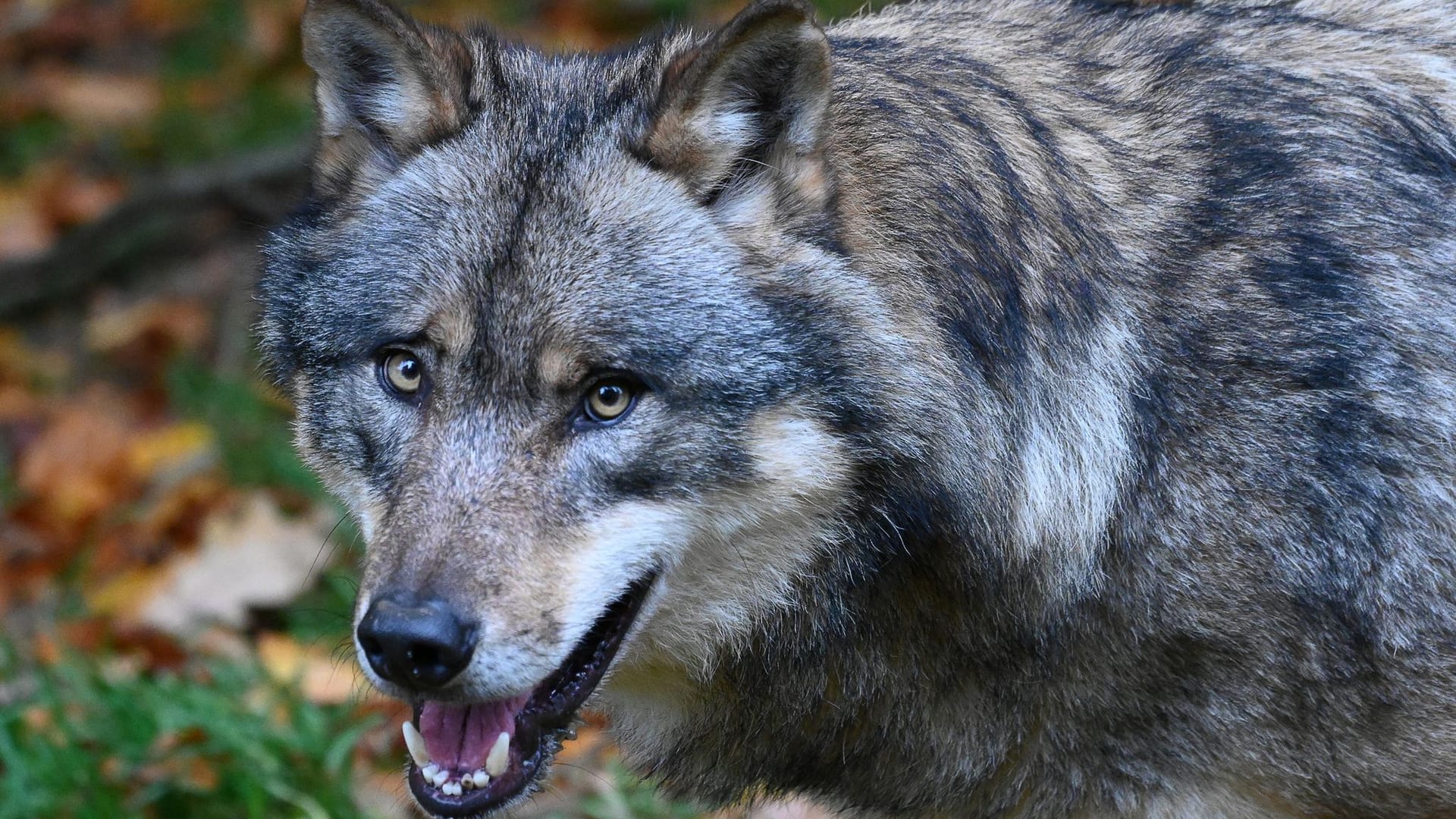 Ein Wolf läuft durch einen Wald: Im Tierpark Eekholt wurde Damwild gerissen.