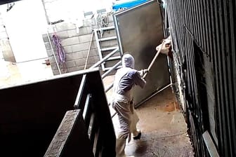 Der Schlachthof in Hürth: Ein Mitarbeiter zieht ein Rind mit einer Mistgabel aus dem Stall.