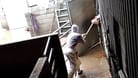 Der Schlachthof in Hürth: Ein Mitarbeiter zieht ein Rind mit einer Mistgabel aus dem Stall.