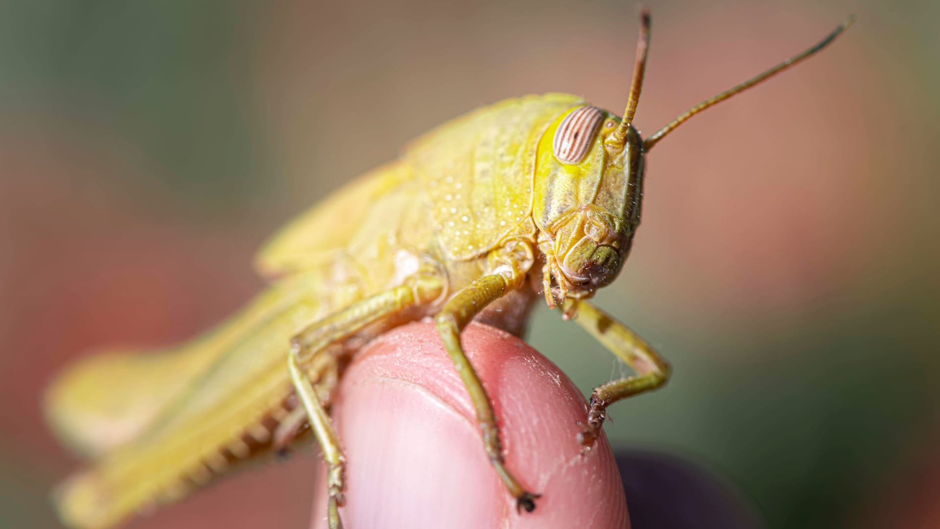 Eine Ägyptische Wanderheuschrecke: Auch sie sind in unserem Essen erlaubt.