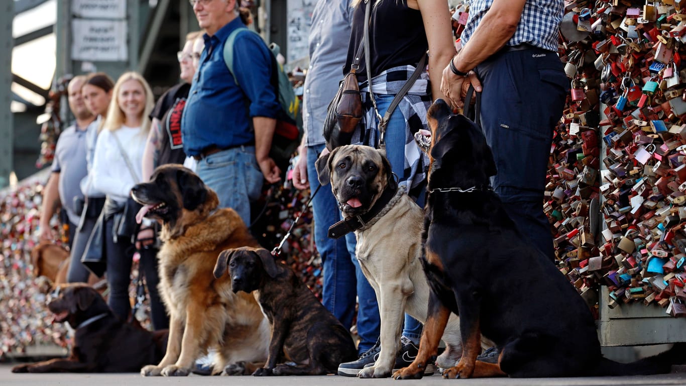 Gruppe mit Hunden: Die Hundesteuereinnahmen in Köln sind gestiegen.