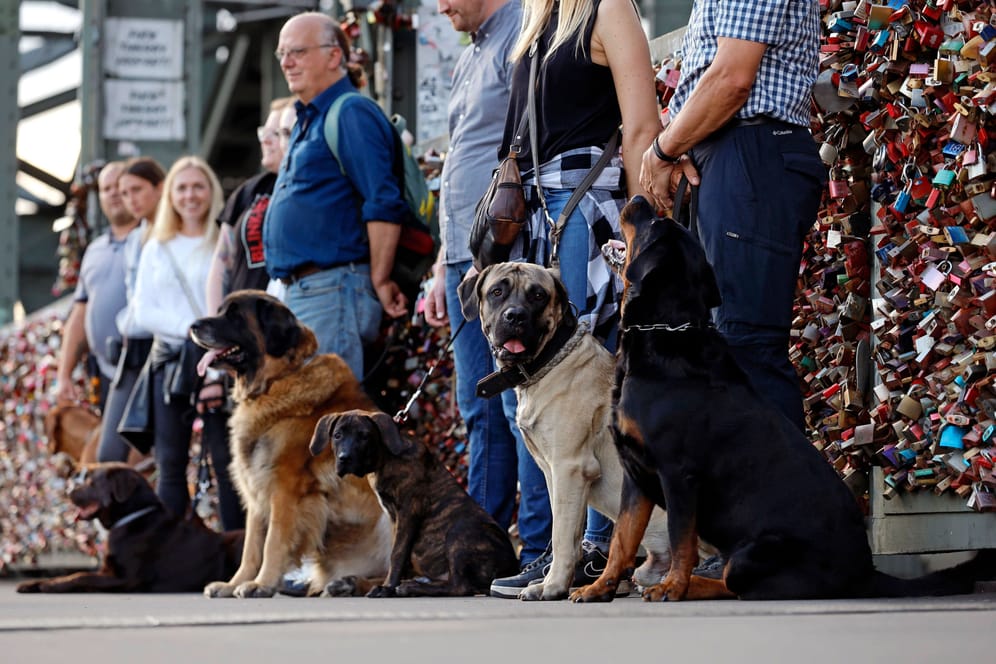 Gruppe mit Hunden: Die Hundesteuereinnahmen in Köln sind gestiegen.