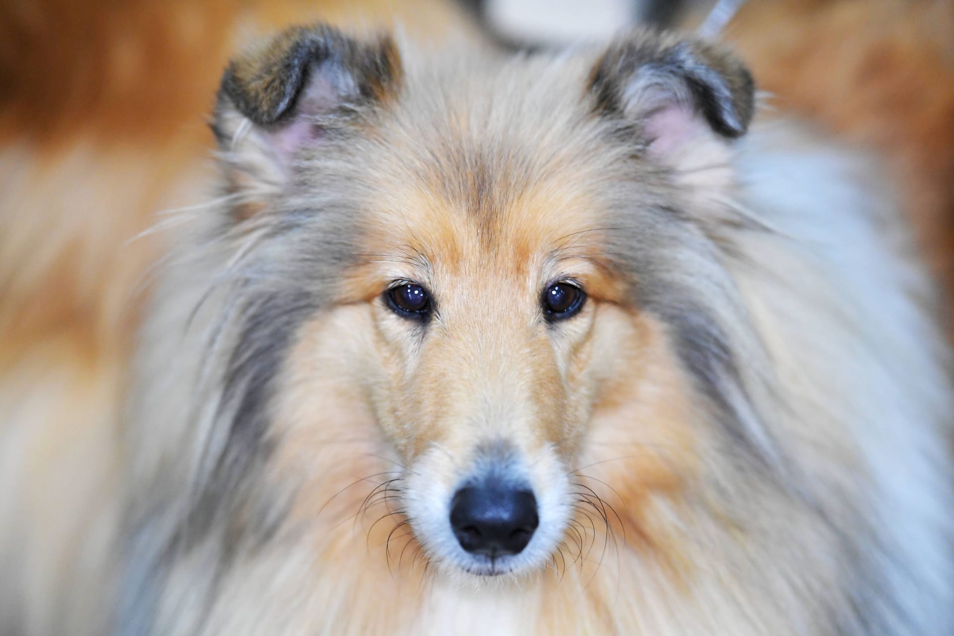 Ein Collie (Symbolbild): Hündin Tessa lebt nun woanders.