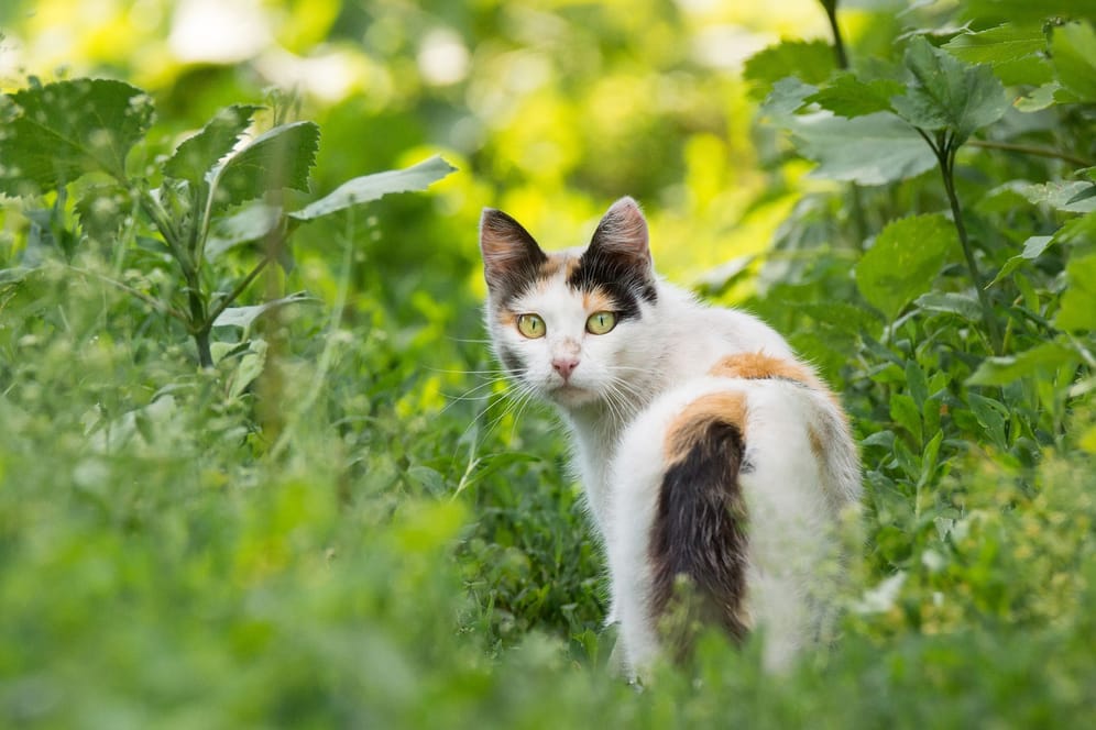 Katzen vertreiben durch Essig: Die ätherischen Öle, wie Minz- oder Lavendelöl können die Vierbeiner gar nicht leiden.
