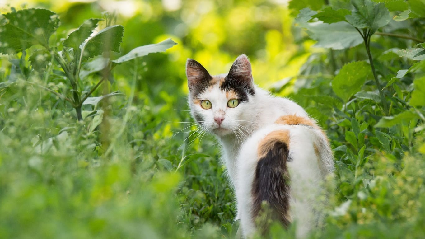 Katzen vertreiben durch Essig: Die ätherischen Öle, wie Minz- oder Lavendelöl können die Vierbeiner gar nicht leiden.