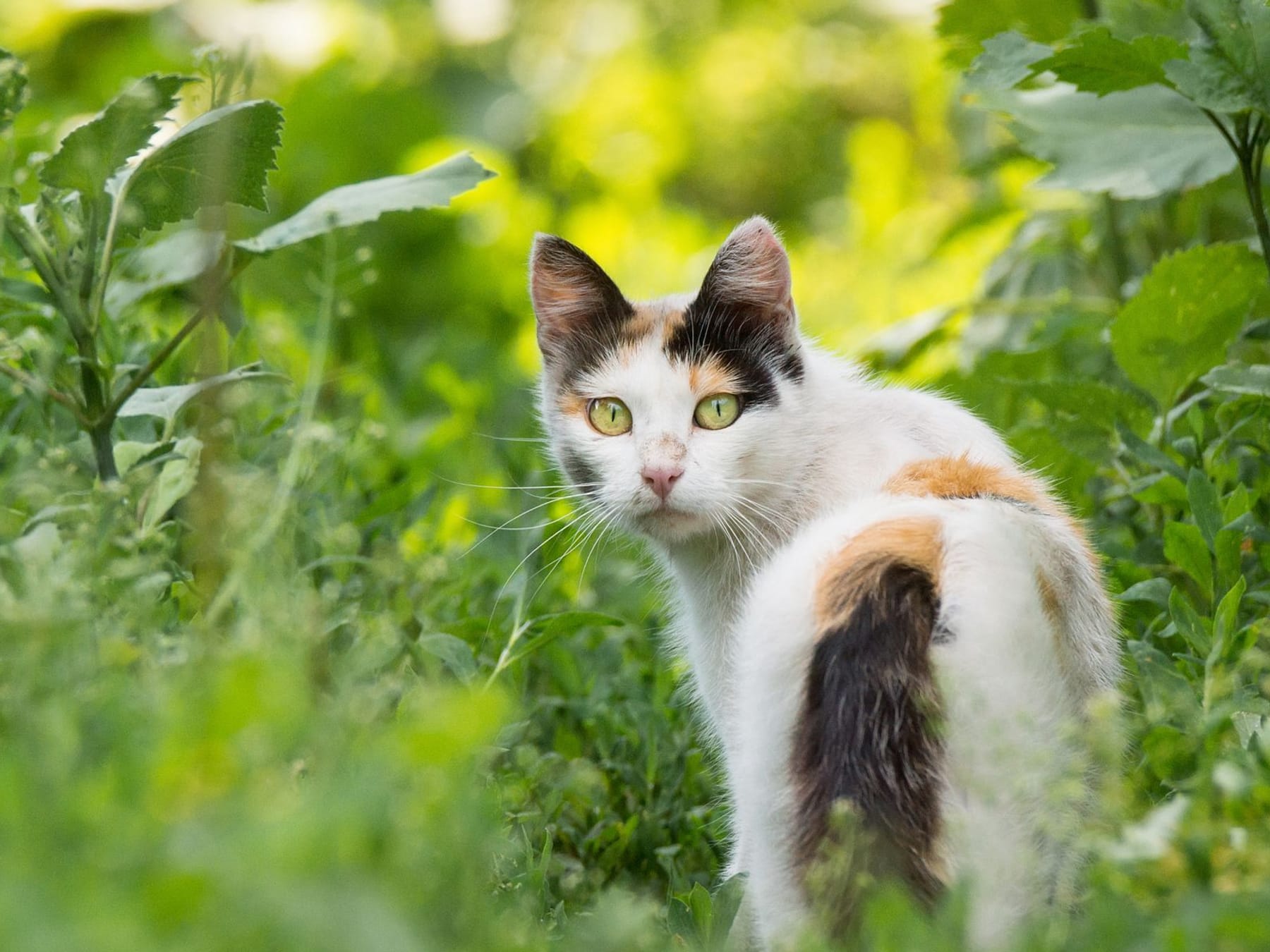 Katzen vertreiben: Was ist illegal und was dürfen Sie tun?