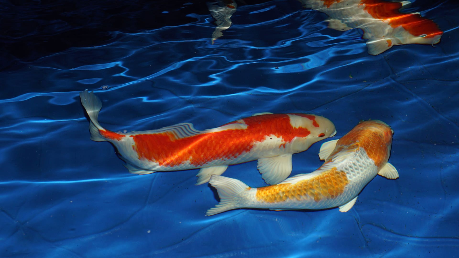 Kois tummeln sich im Wasser ihres neuen Refugiums: Sie sind inzwischen wohlauf.