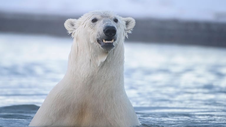 Eisbär im Wasser: Ein Eisbär hat in Alaska zwei Menschen getötet.