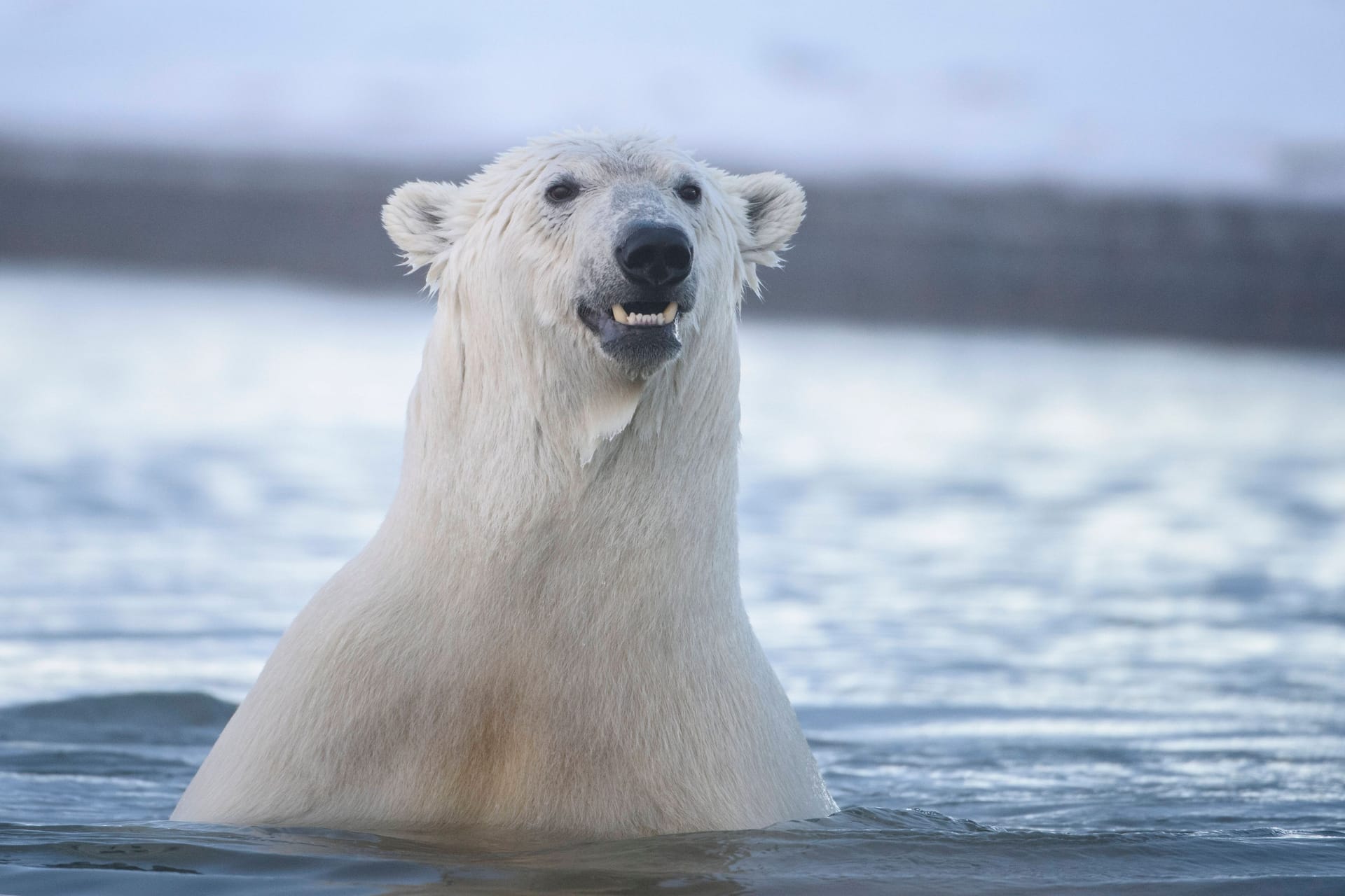 Eisbär im Wasser: Ein Eisbär hat in Alaska zwei Menschen getötet.