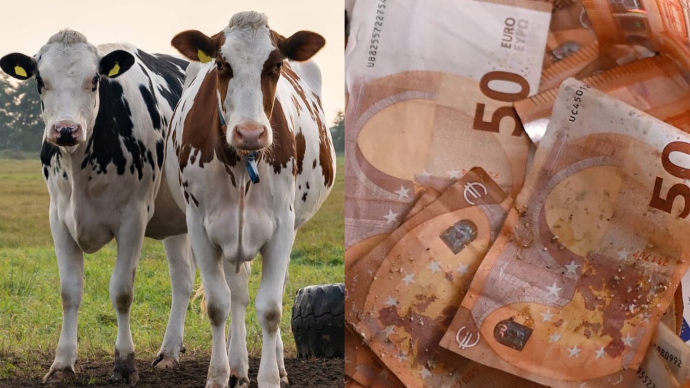 Milchkühe und Geldscheine (Symbolfotos): Ende Januar startet der Prozess gegen den Landwirt.