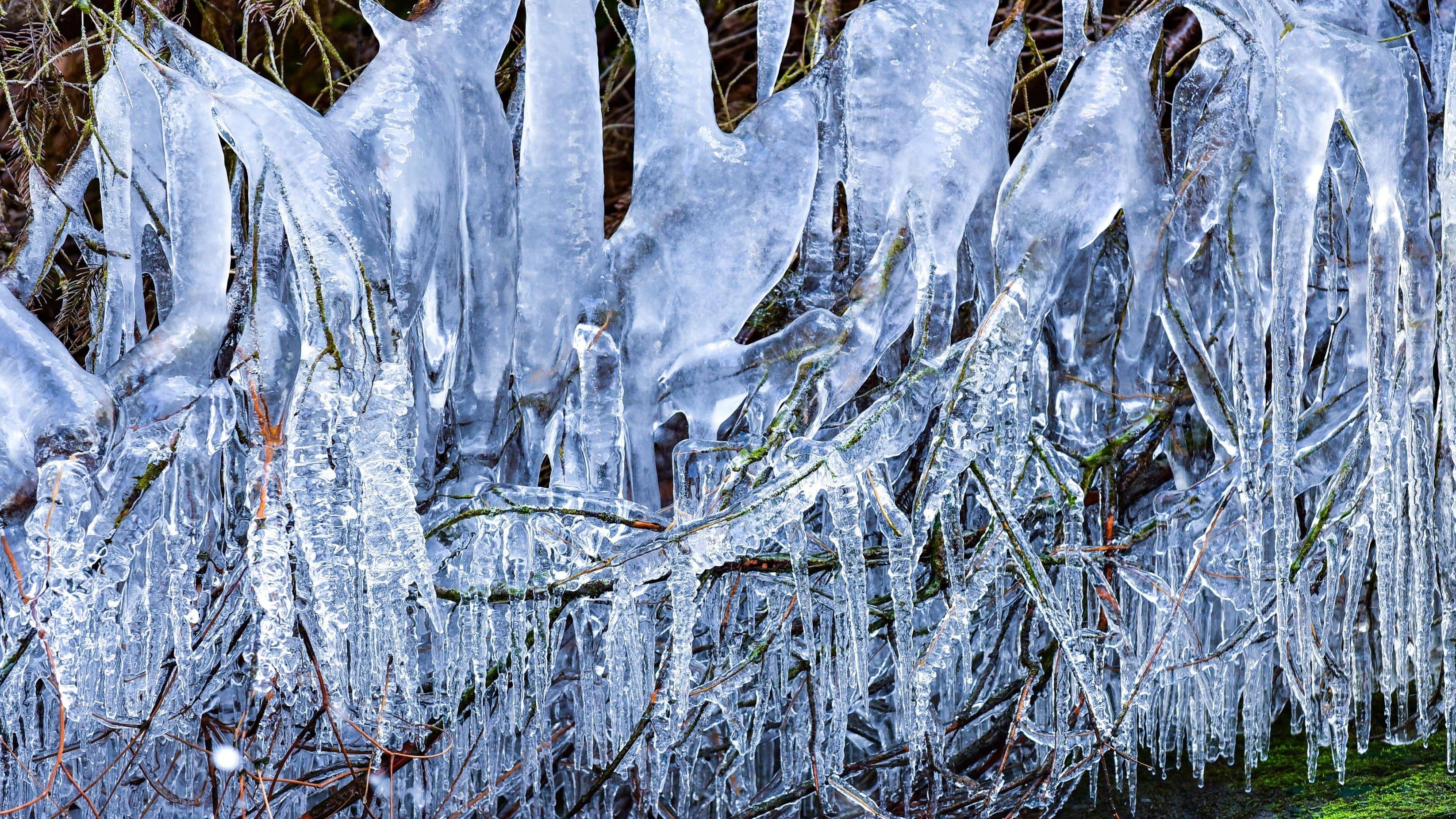 Eiszapfen an einem Ast im württembergischen Allgäu: Gefallene Temperaturen bringen Schnee und Frost mit sich.