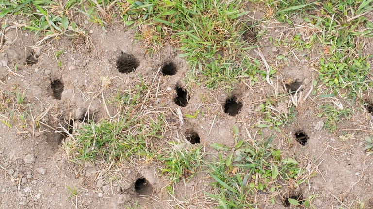 Daran erkennen Sie Wühlmäuse im Garten