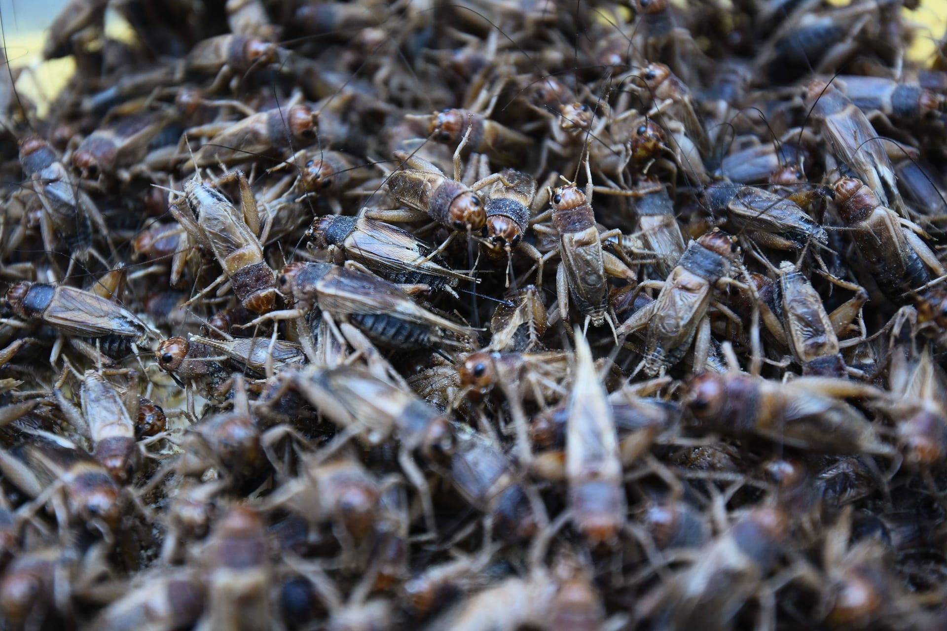 Krabbeltiere: Das Pulver aus ihnen darf jetzt verstärkt in unseren Lebensmitteln eingesetzt werden.