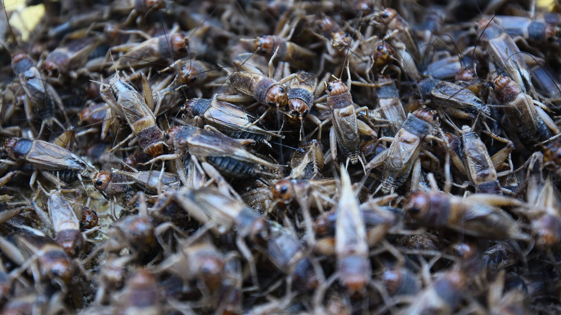 Krabbeltiere: Das Pulver aus ihnen darf jetzt verstärkt in unseren Lebensmitteln eingesetzt werden.