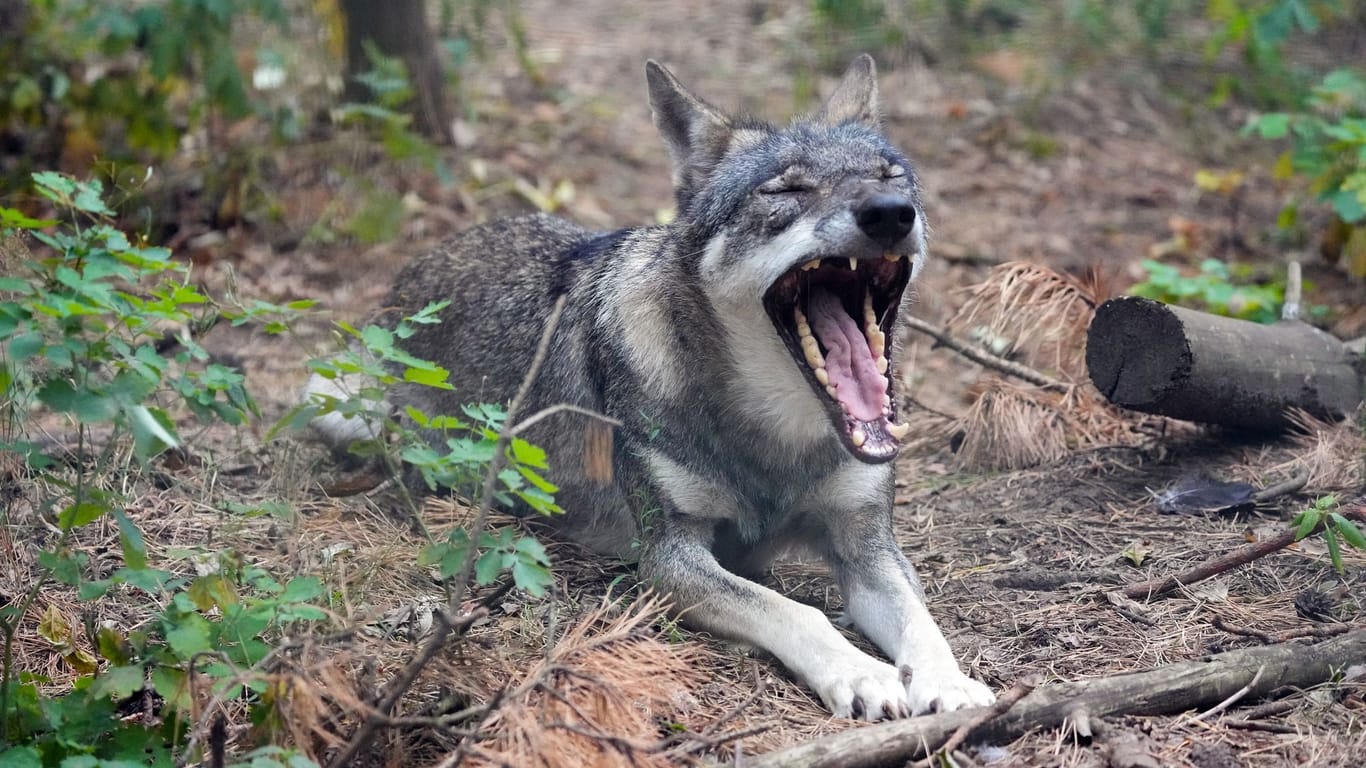 Ein Europäischer Wolf sitzt in einem Wildpark und gähnt. (Symbolbild) In Hessen wird neuer Wolfsnachwuchs erwartet.