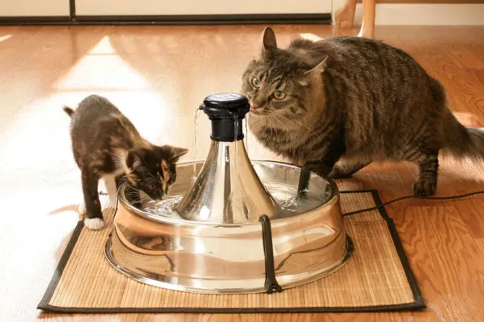 Katzenbrunnen können Haustiere zum Trinken animieren und so Gesundheitsproblemen vorbeugen.