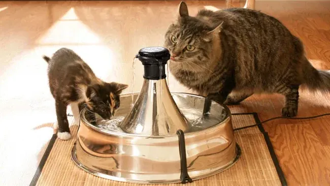 Katzenbrunnen können Haustiere zum Trinken animieren und so Gesundheitsproblemen vorbeugen.