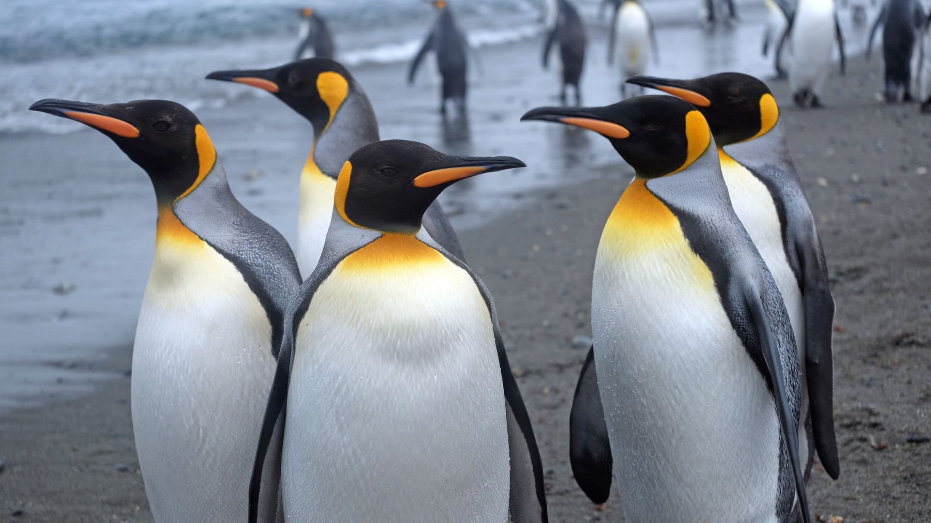 Eine Gruppe Kaiserpinguine in Südgeorgien in der Antarktis: Die Vögel werden bis zu 1,30 Meter groß und wiegen rund 30 Kilogramm. Eine Gruppe Kaiserpinguine in Südgeorgien in der Antarktis: Die Vögel werden bis zu 1,30 Meter groß und wiegen rund 30 Kilogramm.