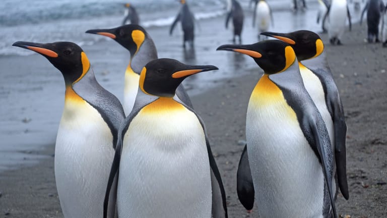 Eine Gruppe Kaiserpinguine in Südgeorgien in der Antarktis: Die Vögel werden bis zu 1,30 Meter groß und wiegen rund 30 Kilogramm.