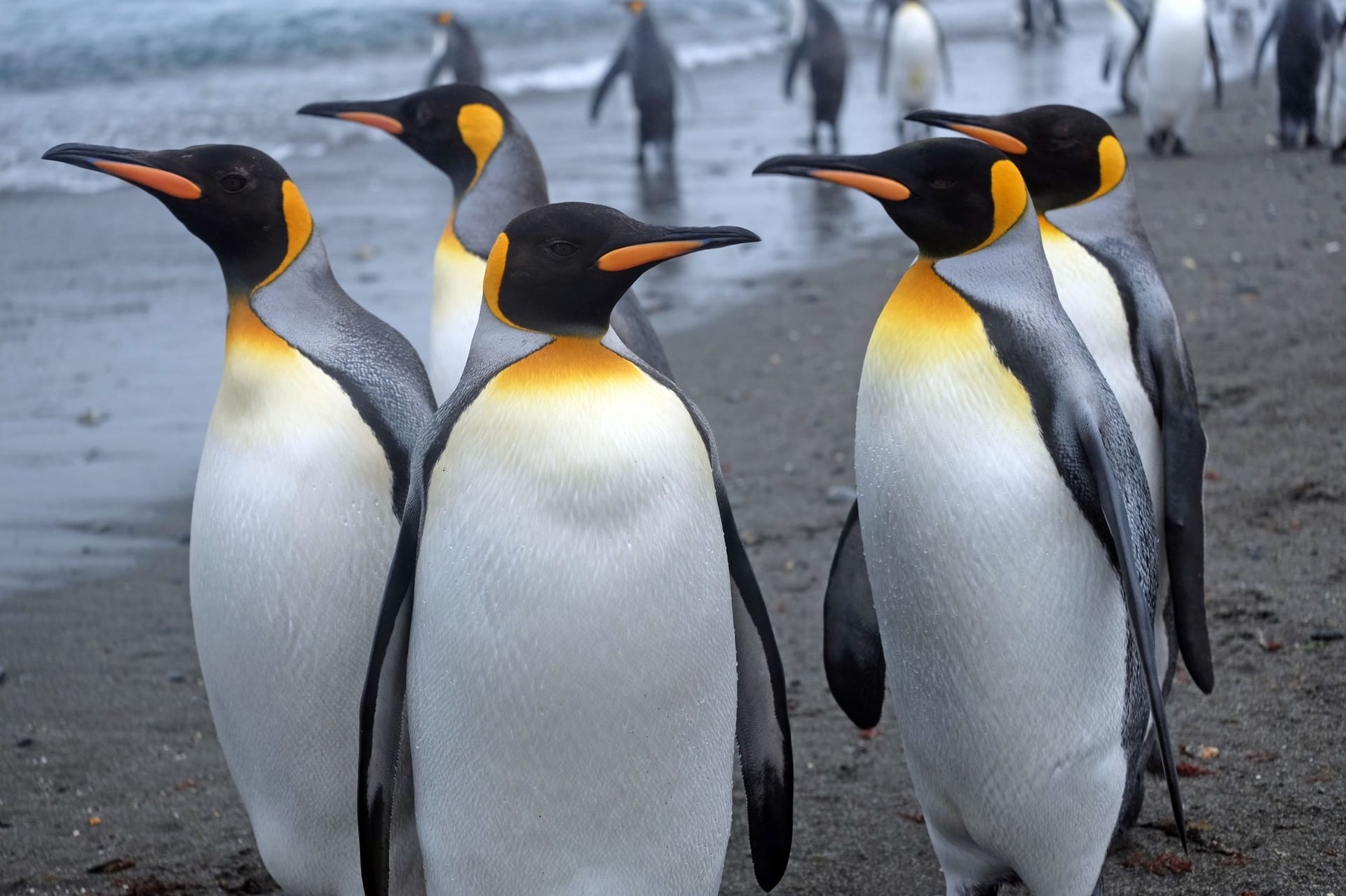 Eine Gruppe Kaiserpinguine in Südgeorgien in der Antarktis: Die Vögel werden bis zu 1,30 Meter groß und wiegen rund 30 Kilogramm.
