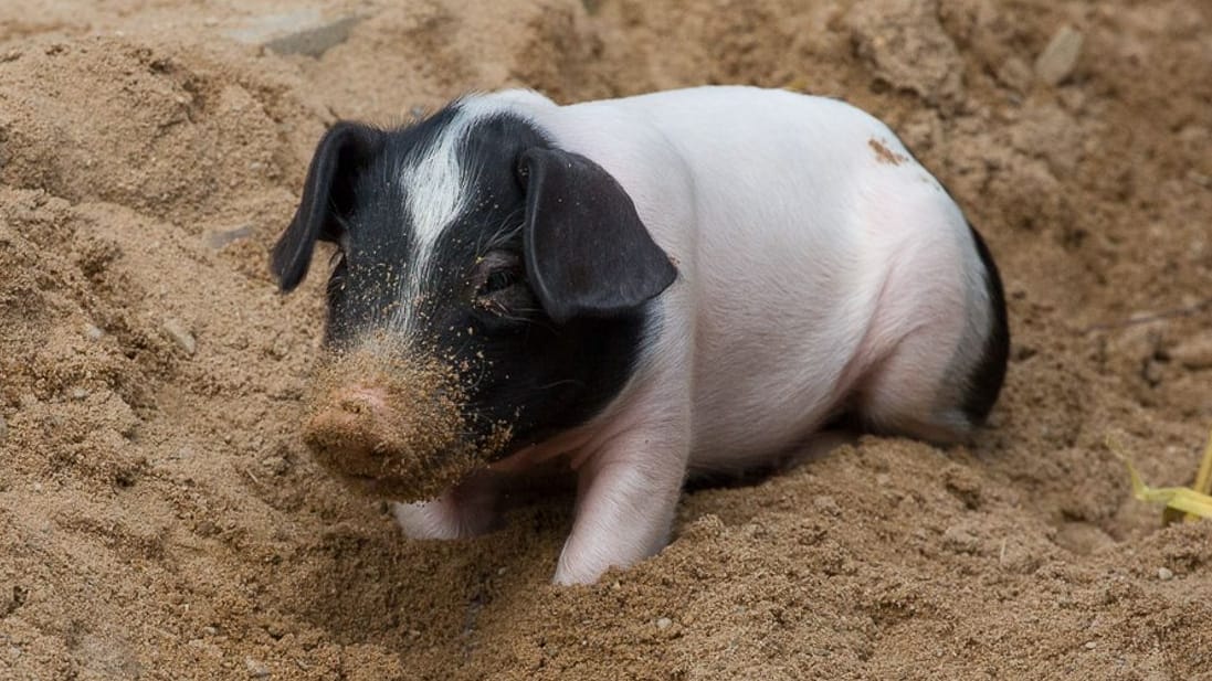 Verspielt: Dieses kleine Schweinchen hat mit dem Rüssel im Sand gewühlt.