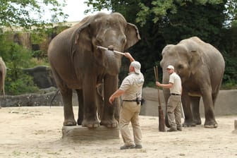 Pfleger im Elefanten-Gehege im Tierpark Hagenbeck (Archivbild): Tierschützer kritisieren die Haltung von Elefanten in Zoos scharf.