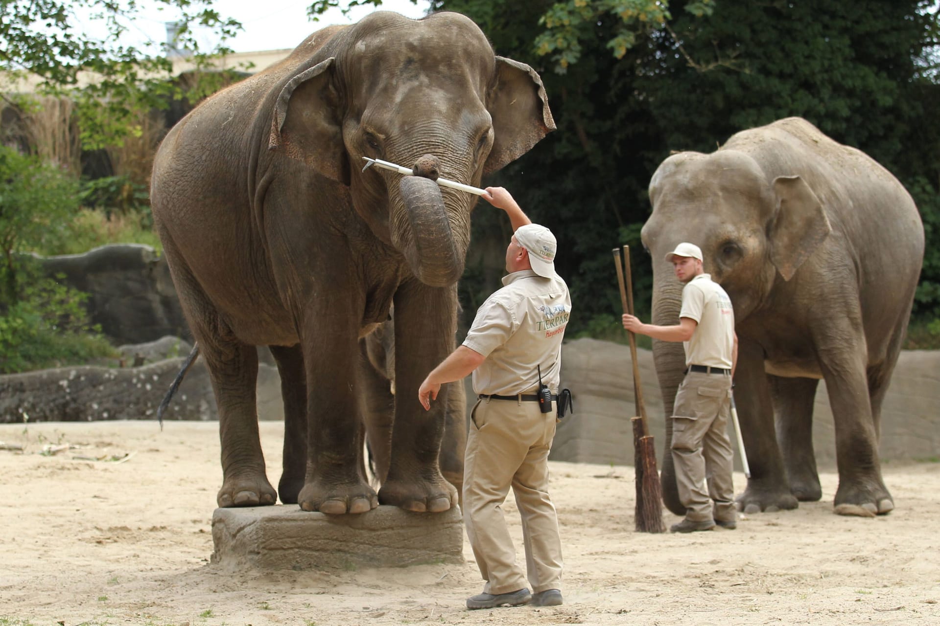 Pfleger im Elefanten-Gehege im Tierpark Hagenbeck (Archivbild): Tierschützer kritisieren die Haltung von Elefanten in Zoos scharf.