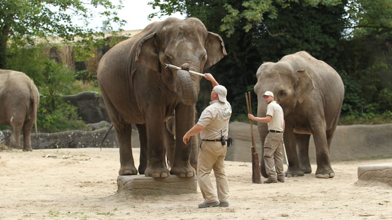 Pfleger im Elefanten-Gehege im Tierpark Hagenbeck (Archivbild): Tierschützer kritisieren die Haltung von Elefanten in Zoos scharf.
