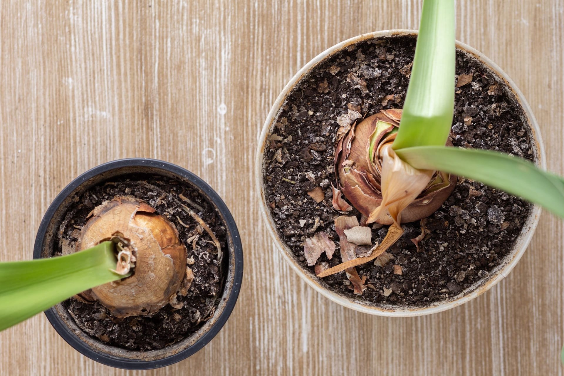 Verblühte Amaryllis: Aus der Tochterzwiebel kann mit der richtigen Pflege eine neue Amaryllis wachsen.