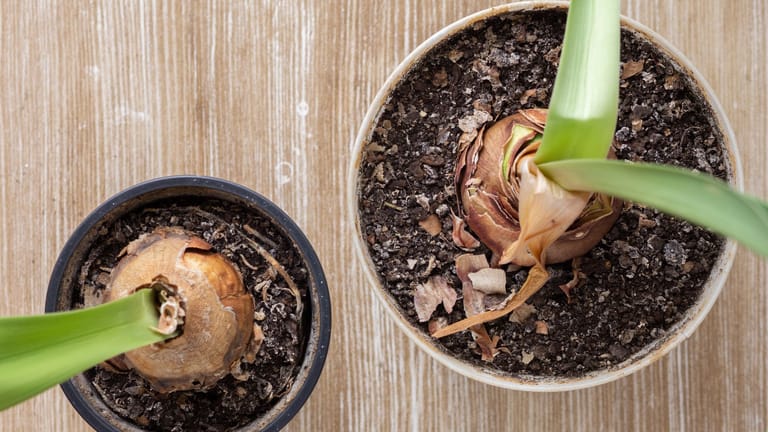 ﻿Verblühte Amaryllis: Aus der Tochterzwiebel kann mit der richtigen Pflege eine neue Amaryllis wachsen.