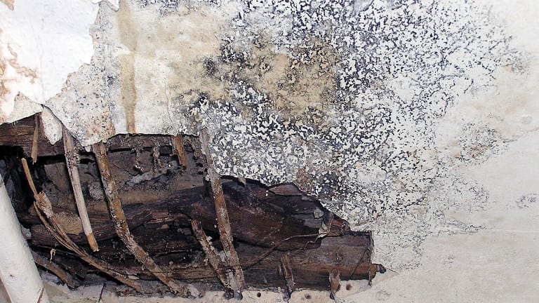 Schimmelbefall: Oft hat sich der Pilz bereits tief ins Mauerwerk gefressen, ehe er an der Wand sichtbar wird.