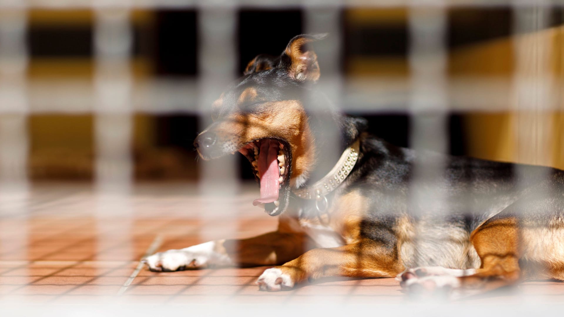 Ein Hund in einem Tierheim-Zwinger (Symbolbild): Viele Tierschutzvereine sind überlastet.