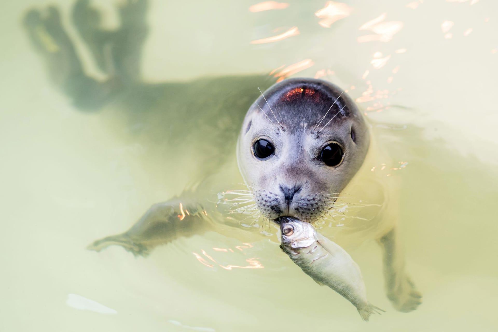 Der junge Seehund "Ouzo" schwimmt mit einem Fisch im Maul durch ein Becken der Seehundstation. Die Seehundstation in Norddeich hat im vergangenen Jahr so viele Heuler in ihre Obhut genommen und aufgezogen wie noch nie.