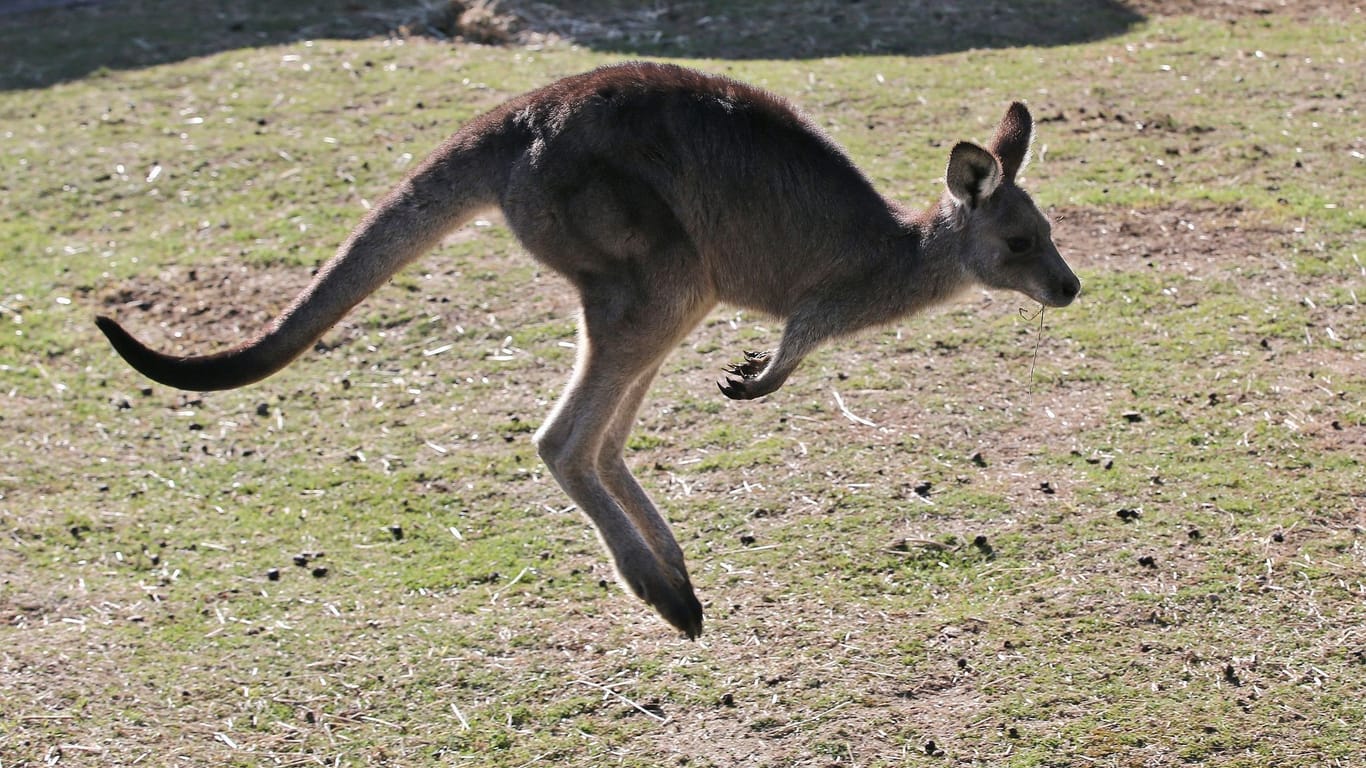 Känguru